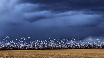Snow Goose Migration at Dusk
