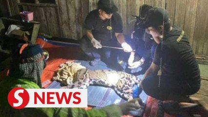 Couple shocked when rare clouded leopard bursts into their home