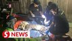 Couple shocked when rare clouded leopard bursts into their home
