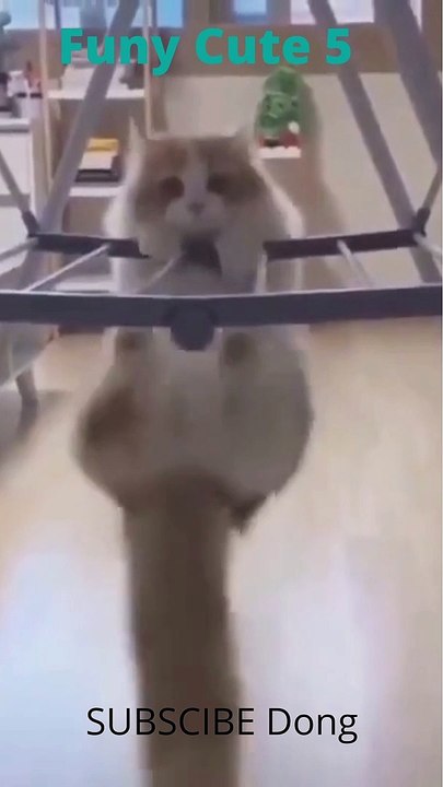 funy cute 5