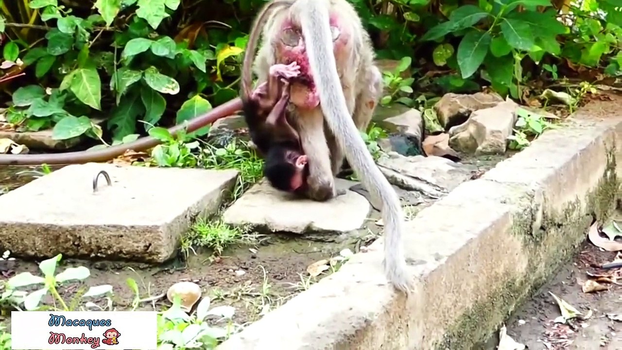 Mother monkey takes care of her baby like that, it's so pitiful, baby monkey