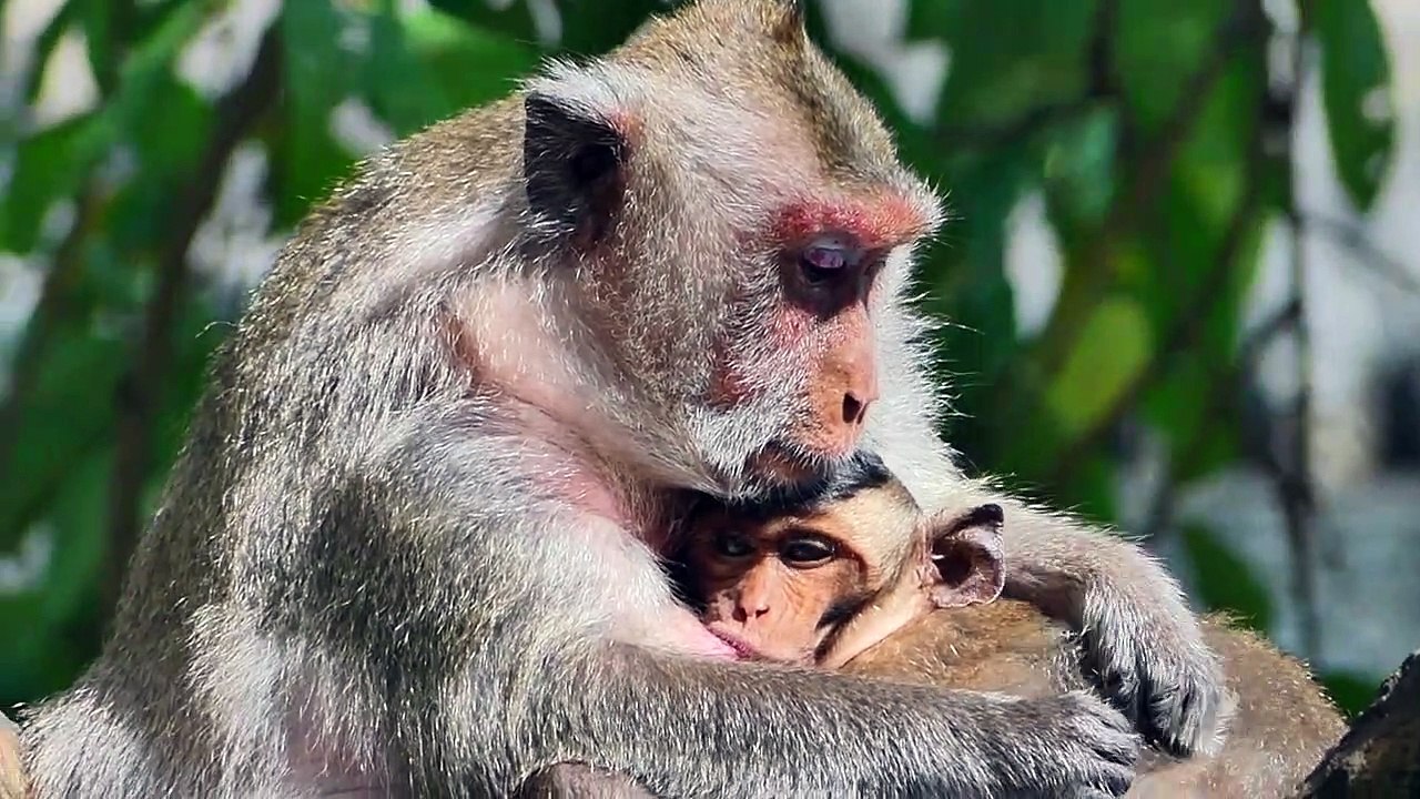 Super Delicious.....Big Baby Monkey Drinking Milk Thirstily Like He Never Gets For Long Time