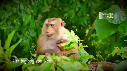 Sad story of poor hybrid of mommy Rozy[more detail about Rozy]