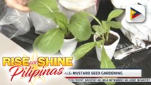 TUESDAY TUE-TORIALS | Mustard seed gardening