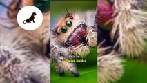 Jumping spider | The Cutest animals in the world