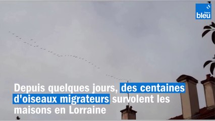 Mais quels sont ces oiseaux migrateurs aperçus par centaines dans le ciel en Lorraine ?