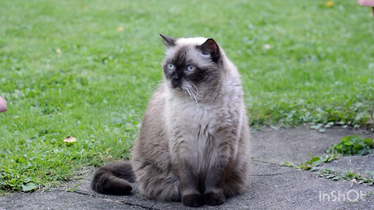 This cat is so cute I like it