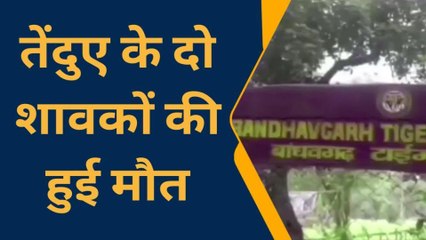 उमरिया : भूख- प्यास से तेंदुए के दो शावकों की हुई मौत