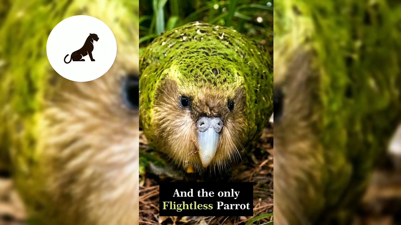 Kakapo | The flightless parrots