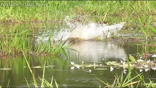 Sambaran Idaman - Fishing Video Shorts