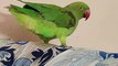 CUTE PARROTS  | ring neck parrots |  CRAZYPETS  | T2 And Mi2 the parrots _