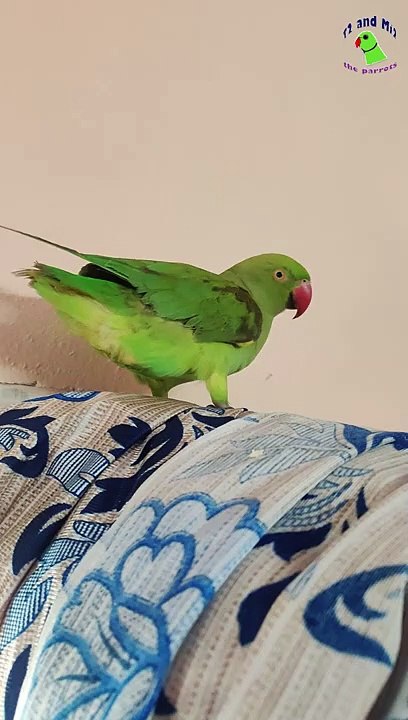 CUTE PARROTS  | ring neck parrots |  CRAZYPETS  | T2 And Mi2 the parrots _