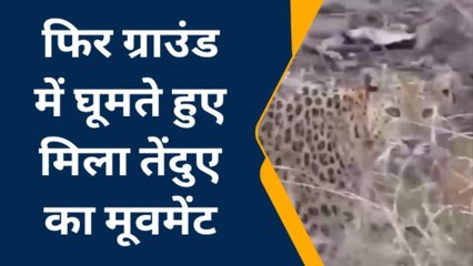 जबलपुर: स्कूल ग्राउंड में शावकों के साथ दिखा तेंदुआ, मचा हड़कंप