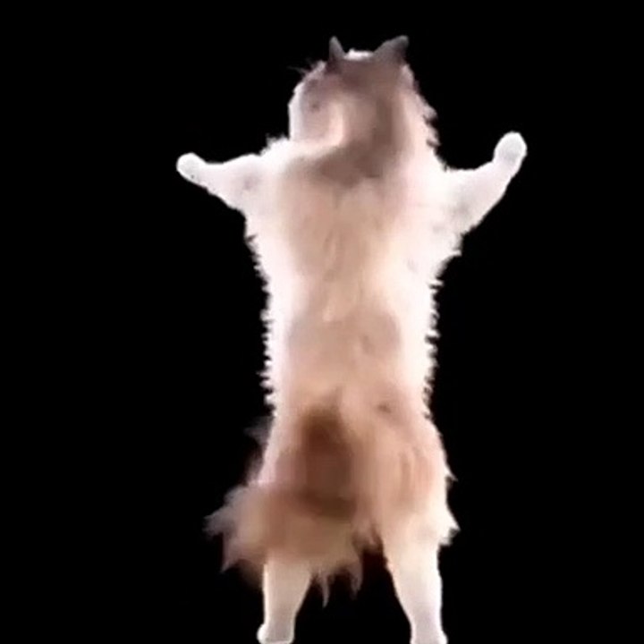 CAT DANCING