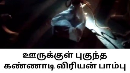 குடியிருப்பு பகுதிக்குள் புகுந்த கண்ணாடி விரியன் பாம்பால் பரபரப்பு
