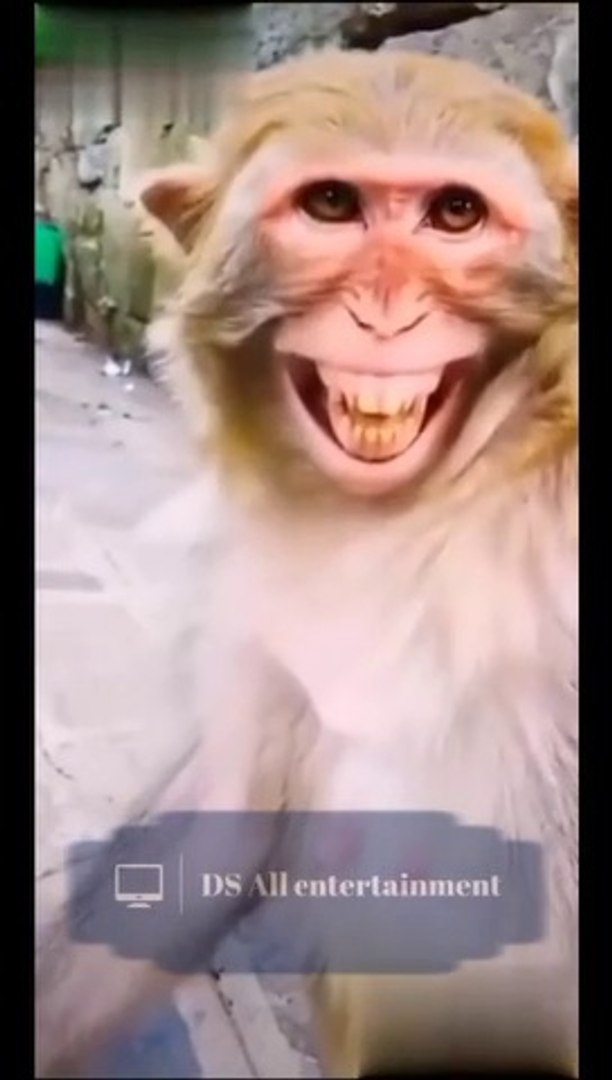 Funny  comedy, monkey comedy scenes  #comedy #monkey #smile #funny #comedy #trending #funnymonkey co