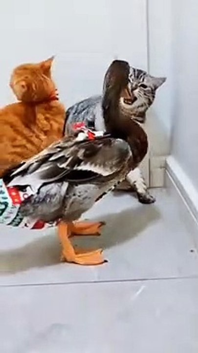 kucing berantem dengan bebek_1080p
