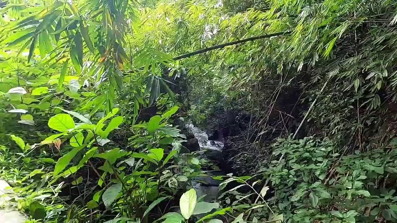 4 Days in Ubud, Bali_ Rice Terraces, Tirta Empul, and Scary Monkeys