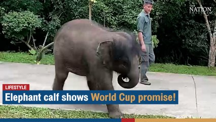 Elephant calf shows World Cup promise! | The Nation