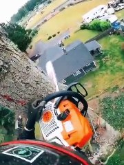 Master of cutting skills #viral #tree #cuttingtree #skills