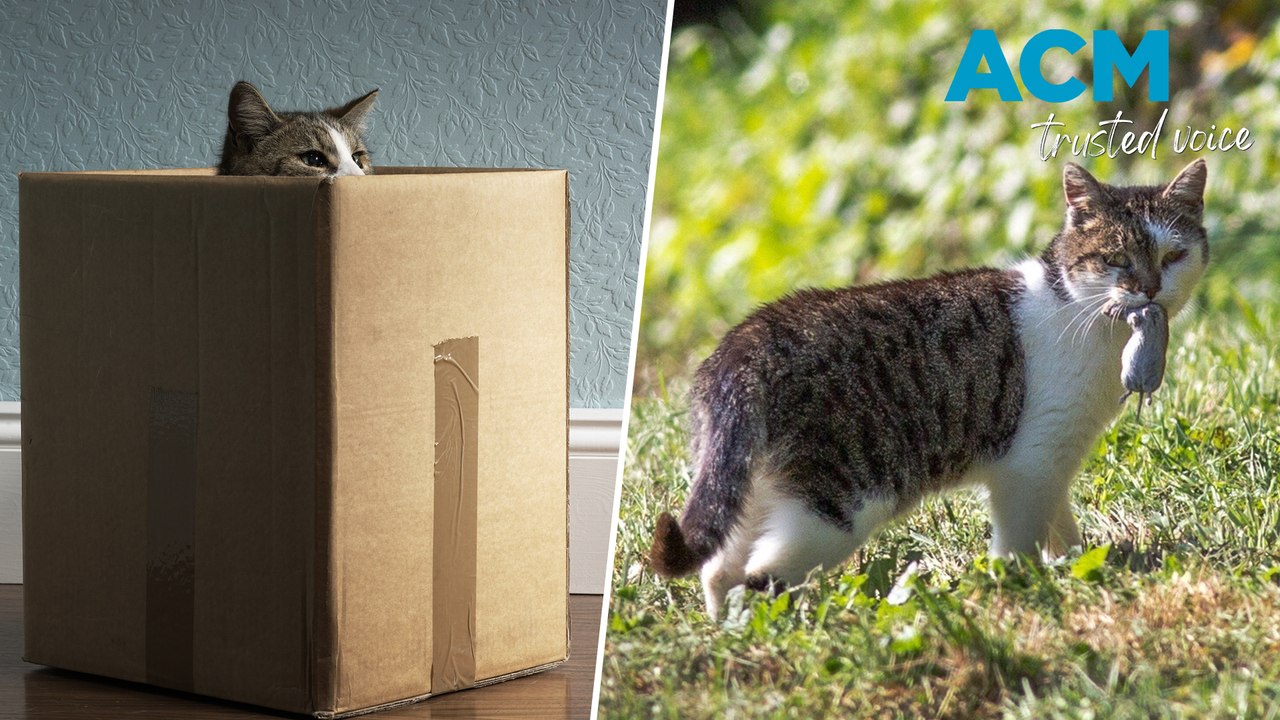 Should all cats be kept indoors? video Dailymotion