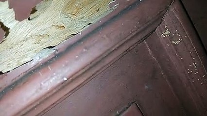 Terungkap sudah ternyata ini yg bikin pintu kayu keropos