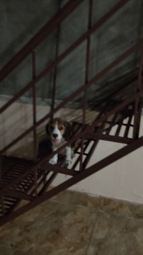 Cute beagle First Try on Stairs | 2 Months old beagle Puppies