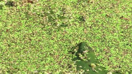 Su mercimeği kirli suların arıtma maliyetlerinin düşürülmesinde alternatif sunuyor