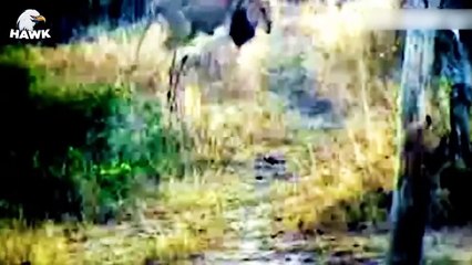 50 Terrifying Moments When Deer and Animal Fights For Life (2)