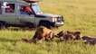 50 Terrifying Moments When Hyenas Become Prey   Animal Fights (2)