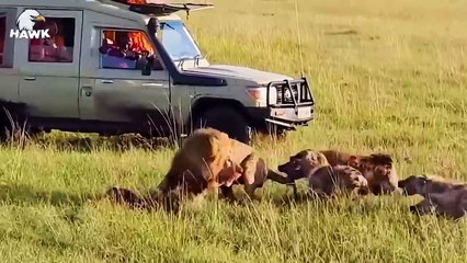 50 Terrifying Moments When Hyenas Become Prey   Animal Fights (2)