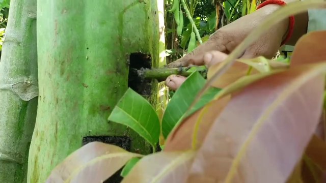 Amazing women grafting papaya with mango trees and bananas