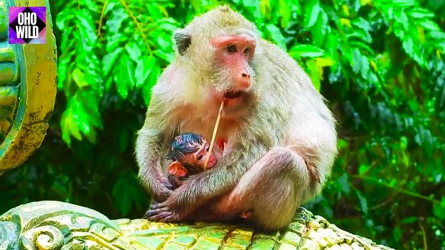 Monkey Giving Birth Animals Give Birth OHO WILD
