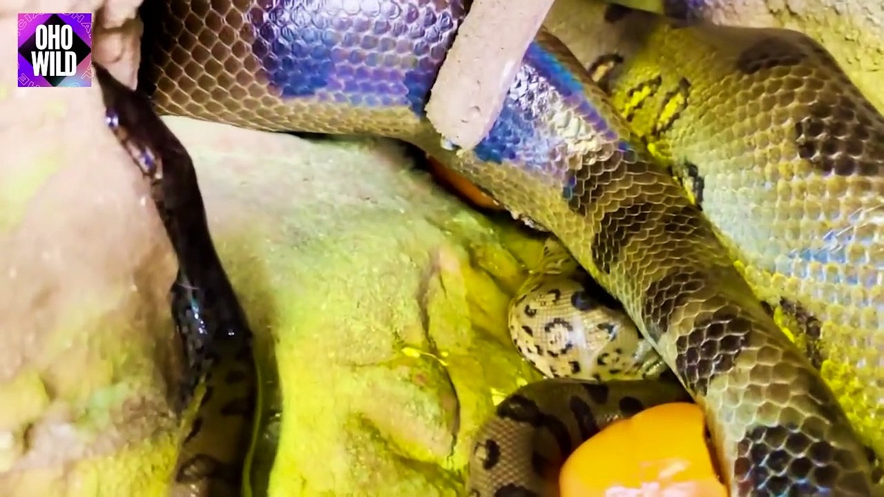 South American Monster - Anaconda Python Lay Eggs Or Give Birth   OHO Wild