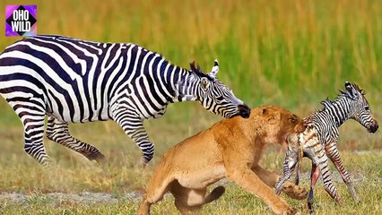 Painful,  The Newborn Zebra Was Eaten By A Lion   OHO WILD