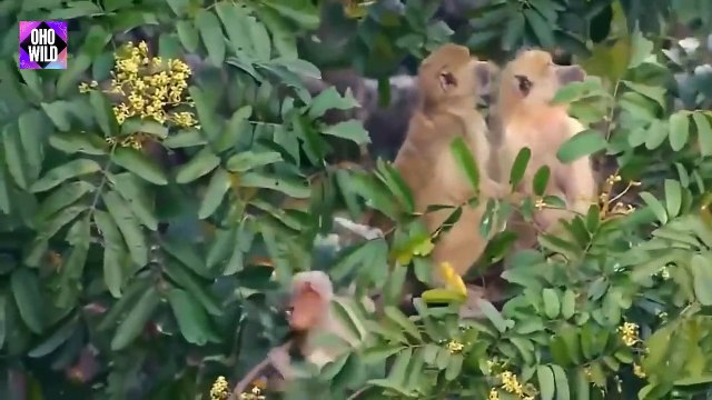 Dramatic Baby Monkey Rescue When Evil Eagle Attacks With Sharp Claws OHO WILD