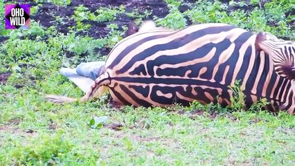 Zebra Birth Footage   Animals Give Birth   OHO WILD