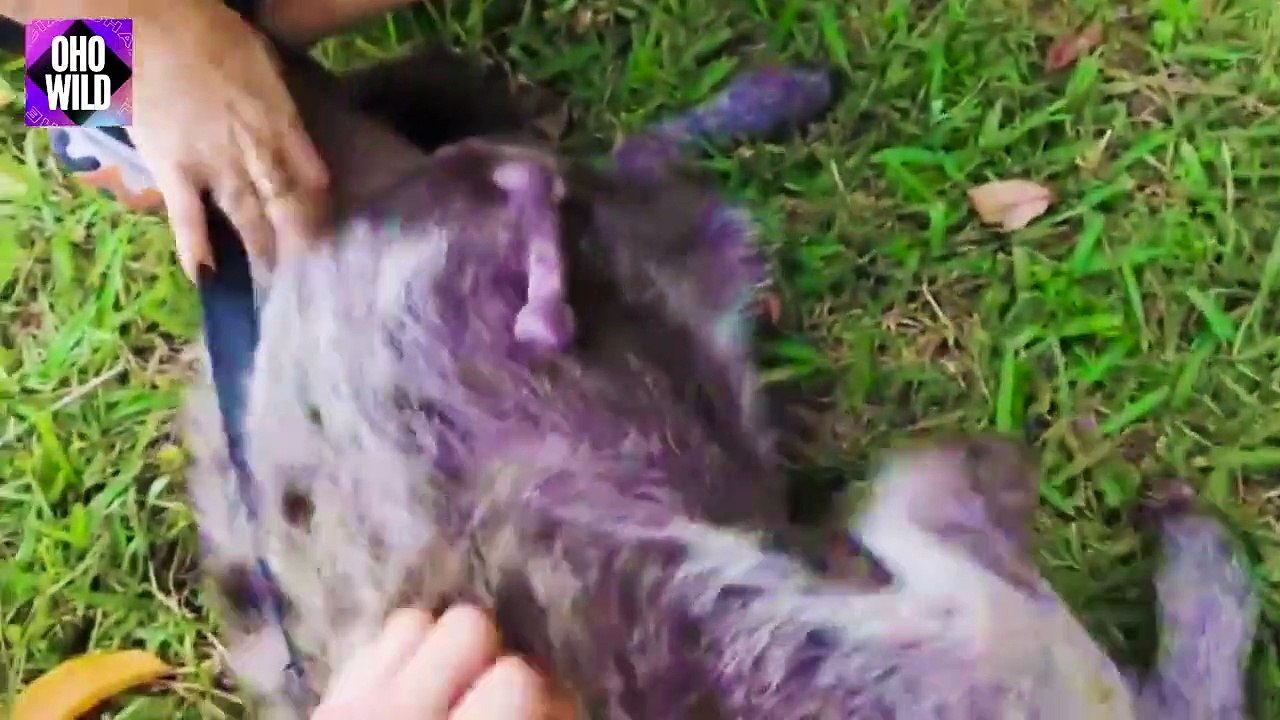 How Do Hyenas Give Birth Animals Give Birth OHO WILD - video Dailymotion, image size:1280x720