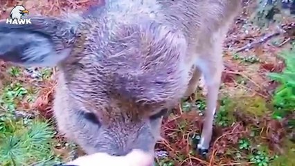 30 Scary Moments When Injured Lion Fights Before Dying (2)