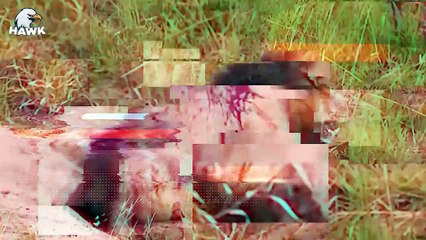 45 Scary Moments When Lions Become Prey (2)