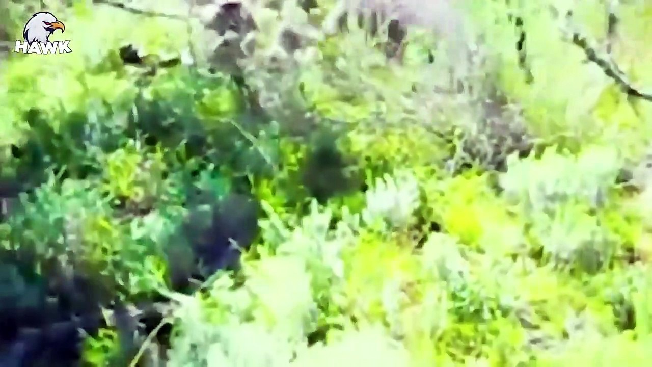 30 Times Baboons Became Hunters (2)