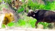 30 Crazy Moments Injured Buffalo Trying To Escape Lion, Wild Dog, Hyena And Other Buffalo (2)