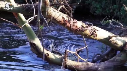 30 Scary Moments When Zebra Fights Consecutively With Cheetah, Lion To Survive..... (2)