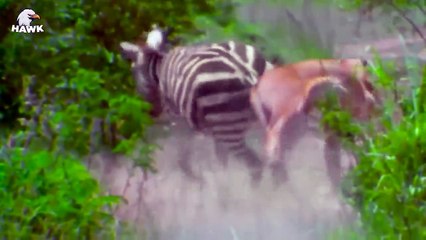 30 Times Amazing Counterattack! Super Zebra Alone Fight & Defeat Hungry Lion To Escape (2)