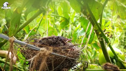 30 Times The Snake Eats The Baby Bird, Mother Bird Attack Snake Madly To Protect Her Child (2)