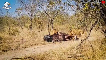15 Scary Moments When Big Cats Get Angry   Big Cats