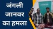 शाजापुर: सियाल ने किया हमला,बेटे को बचाने माँ ने लगा दी जान की बाजी, देखें खबर