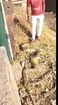 VIDEO: पुल के मरम्मत के दौरान अचानक निकला 8 फीट लंबा अजगर, किया गया रेस्क्यू