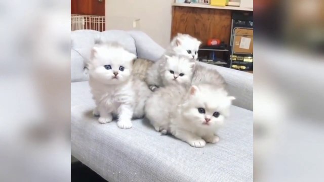 Cute and cute a cat with a very cute face