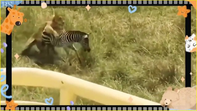 6 Incredible Times a Lion Was Drowned by a Zebra